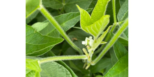 Lorem ipsum dolor sit amet