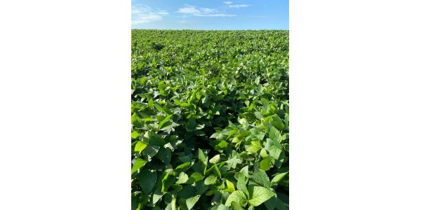 Lorem ipsum dolor sit amet