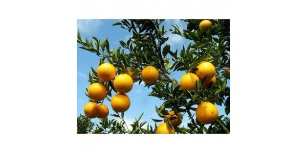 Lorem ipsum dolor sit amet