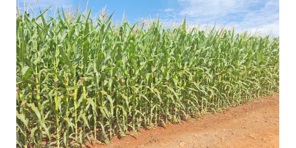 Lorem ipsum dolor sit amet