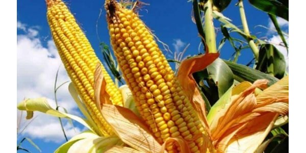 Lorem ipsum dolor sit amet