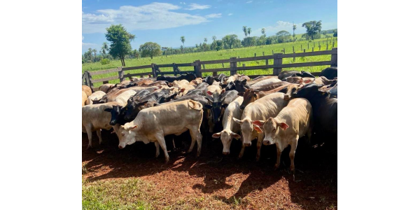 Lorem ipsum dolor sit amet