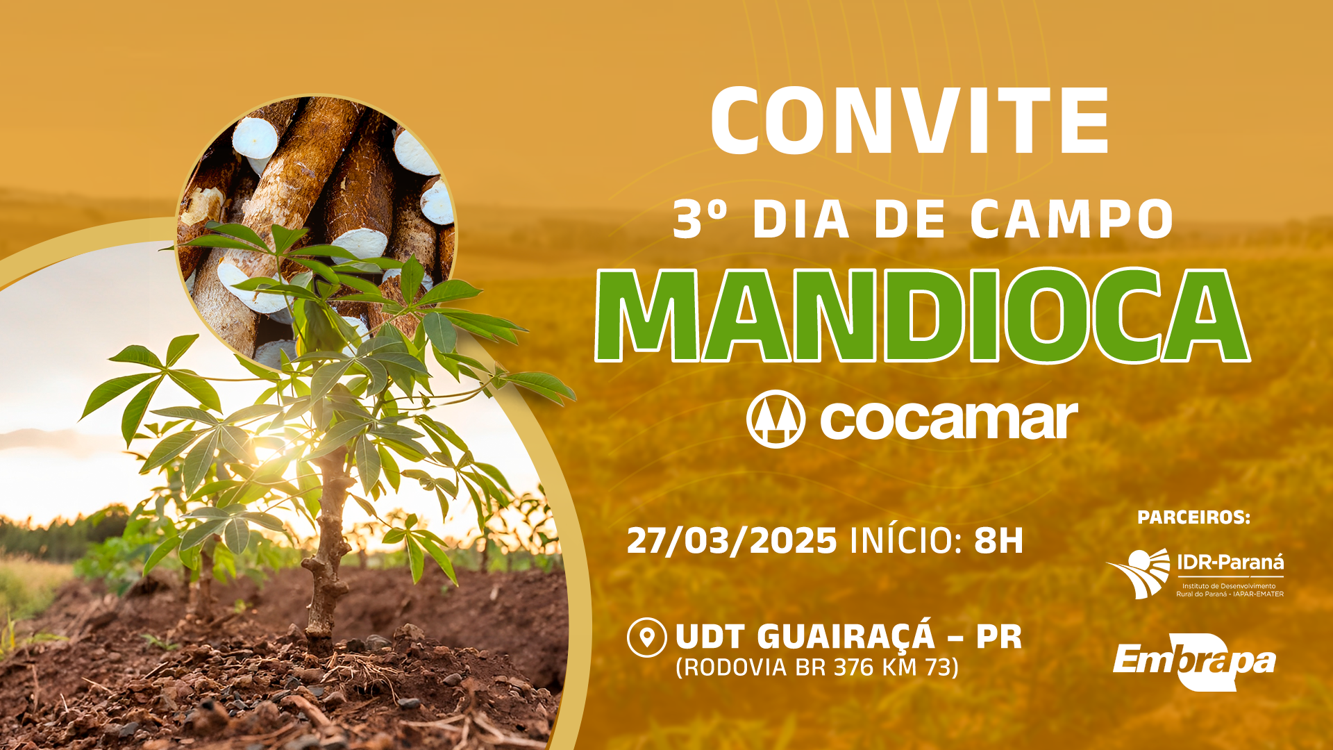 3&ordm; Dia de Campo Mandioca ser&aacute; no dia 27/3 na UDT em Guaira&ccedil;&aacute;