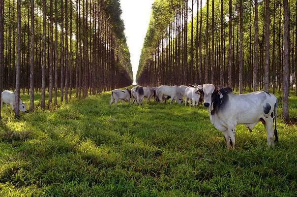 Suzano anuncia entrada na Rede ILPF