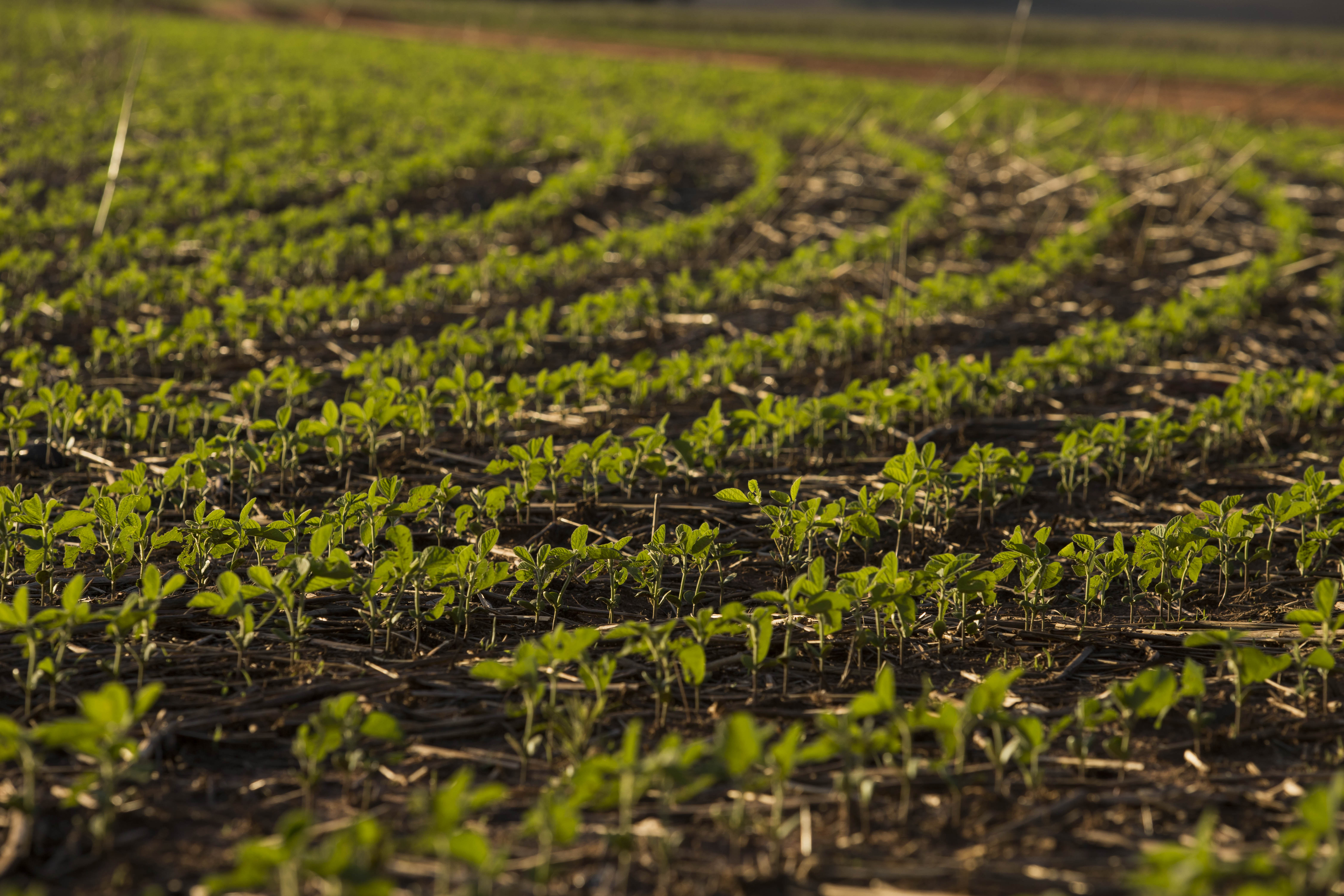 Chuvas dificultam colheita, mas ainda não há perdas