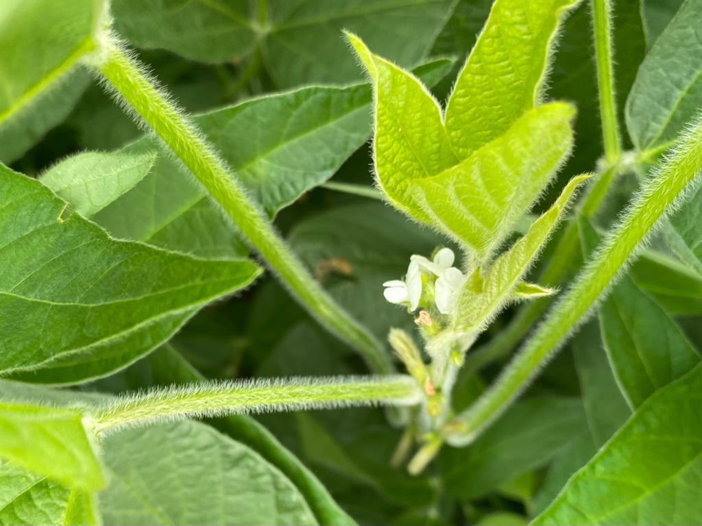 Produtores de soja devem ficar atentos à ferrugem