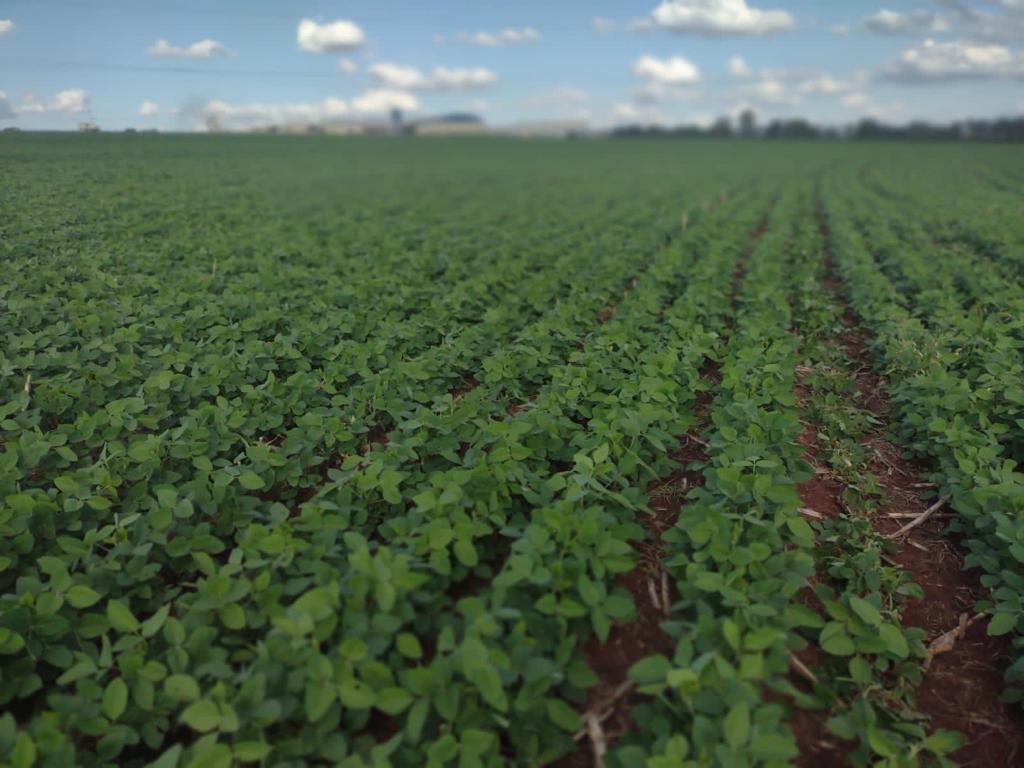 Plantas de cobertura trazem muitos benefícios