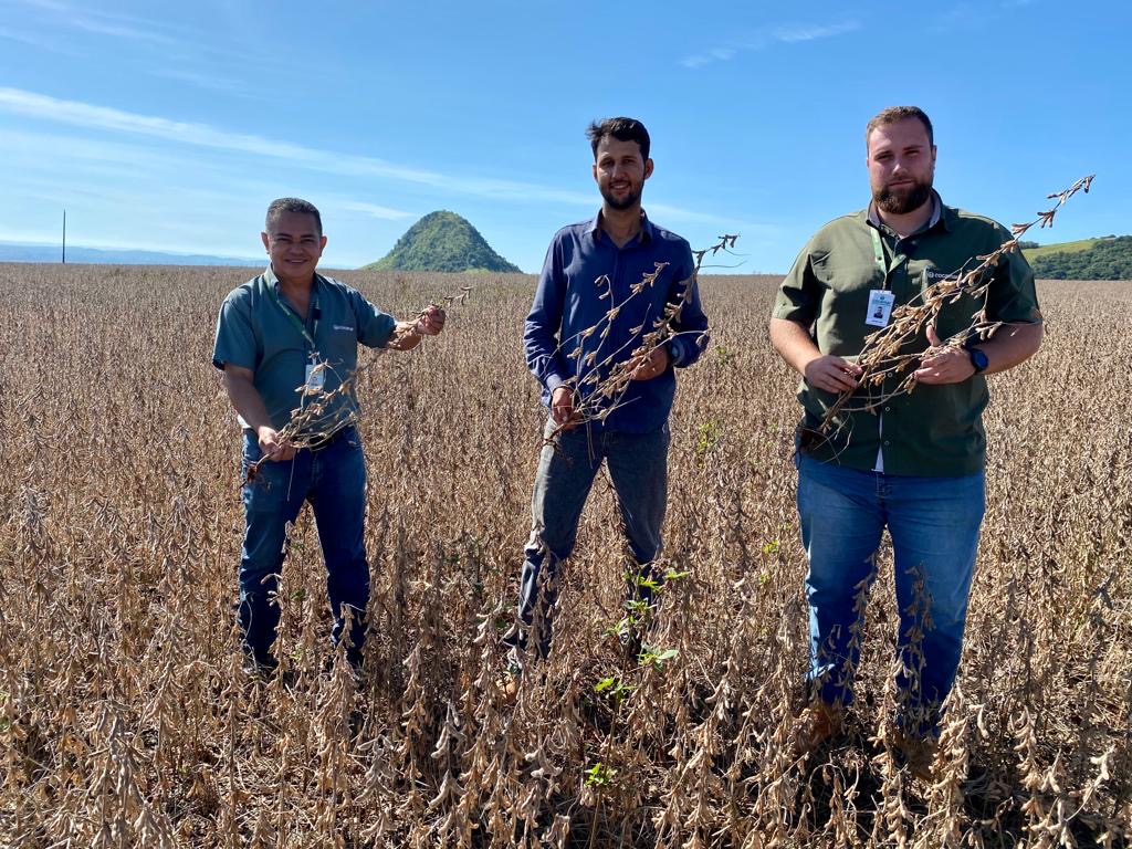 Médias na região de Nova Fátima devem ser menores neste ano