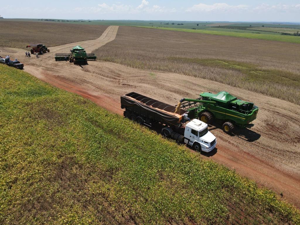Alto potencial em início de colheita na região de Londrina