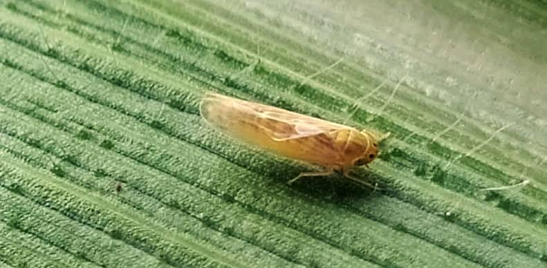 Cocamar em várias frentes para enfrentar a cigarrinha