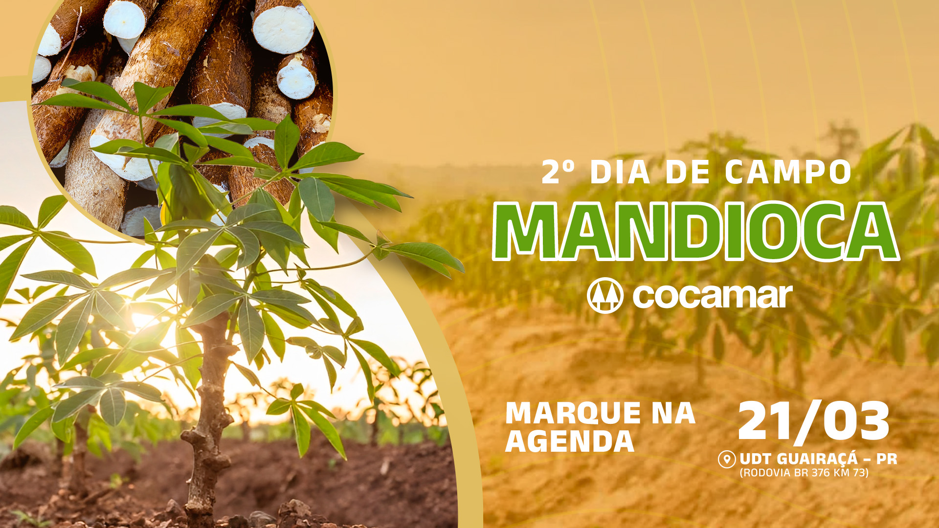Cocamar promove Dia de Campo  sobre Mandioca nesta quinta-feira
