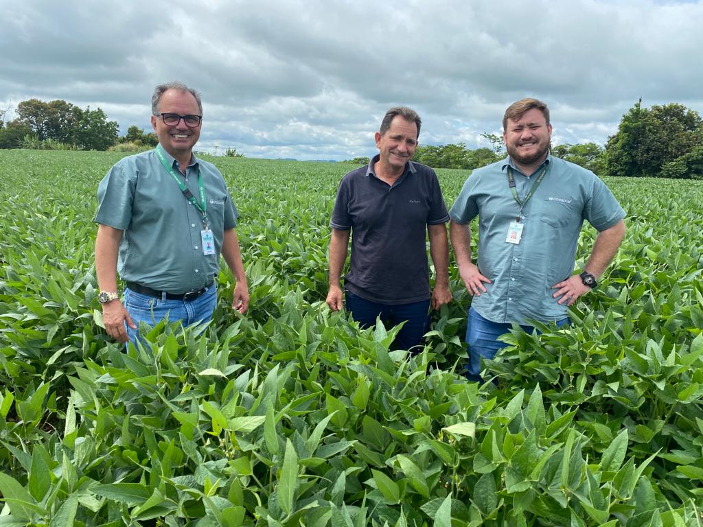 Em Ourizona, uma soja de encher os olhos
