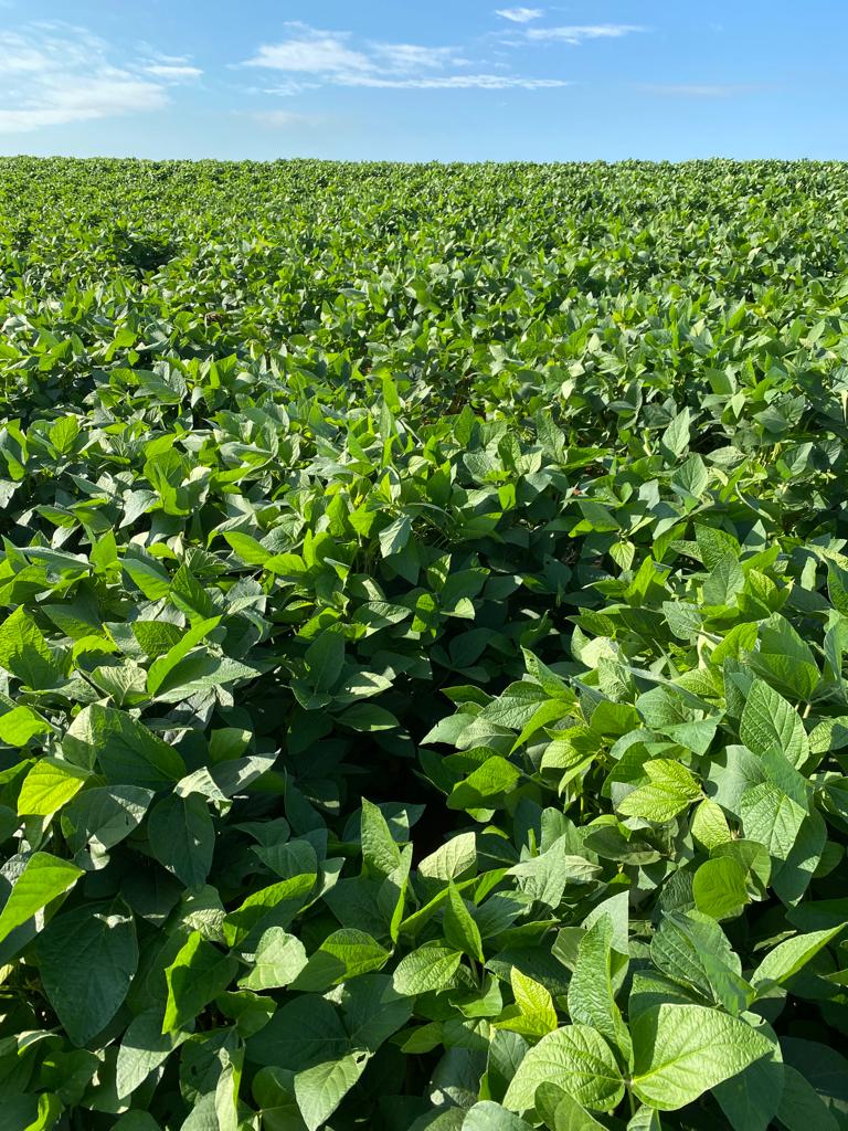 Rally avalia lavouras nas regiões noroeste e norte