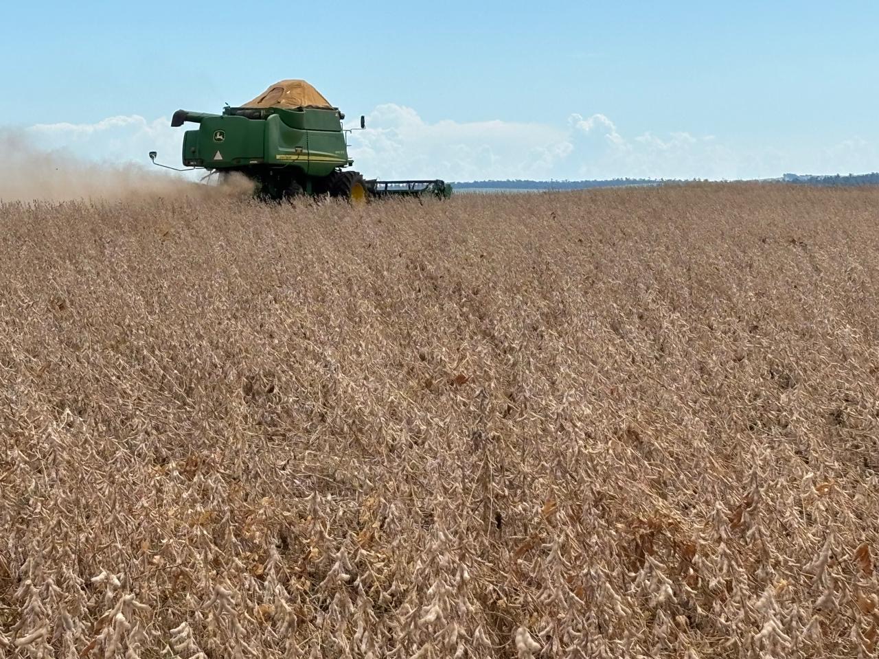 Os altos e baixos da safra em Primeiro de Maio e Jaguapitã, no PR 