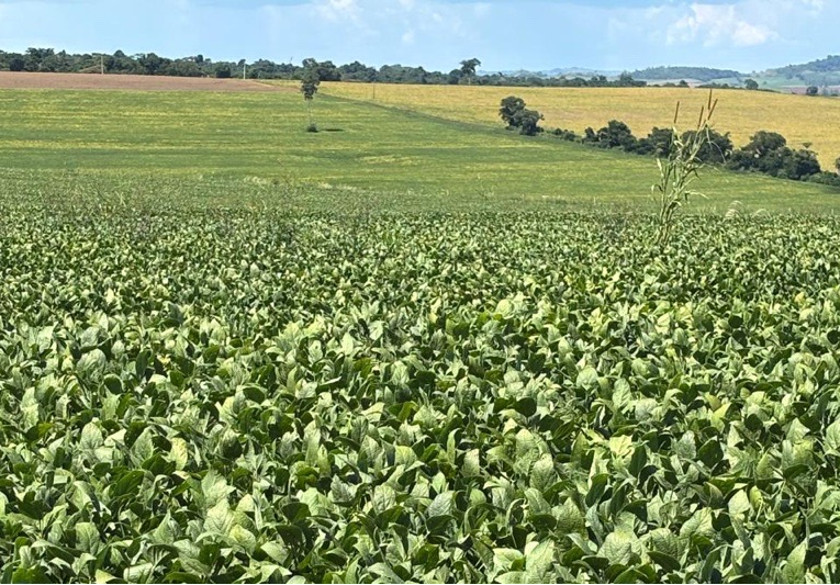 Lavouras de soja apresentam quebramento de hastes em municípios do norte do PR