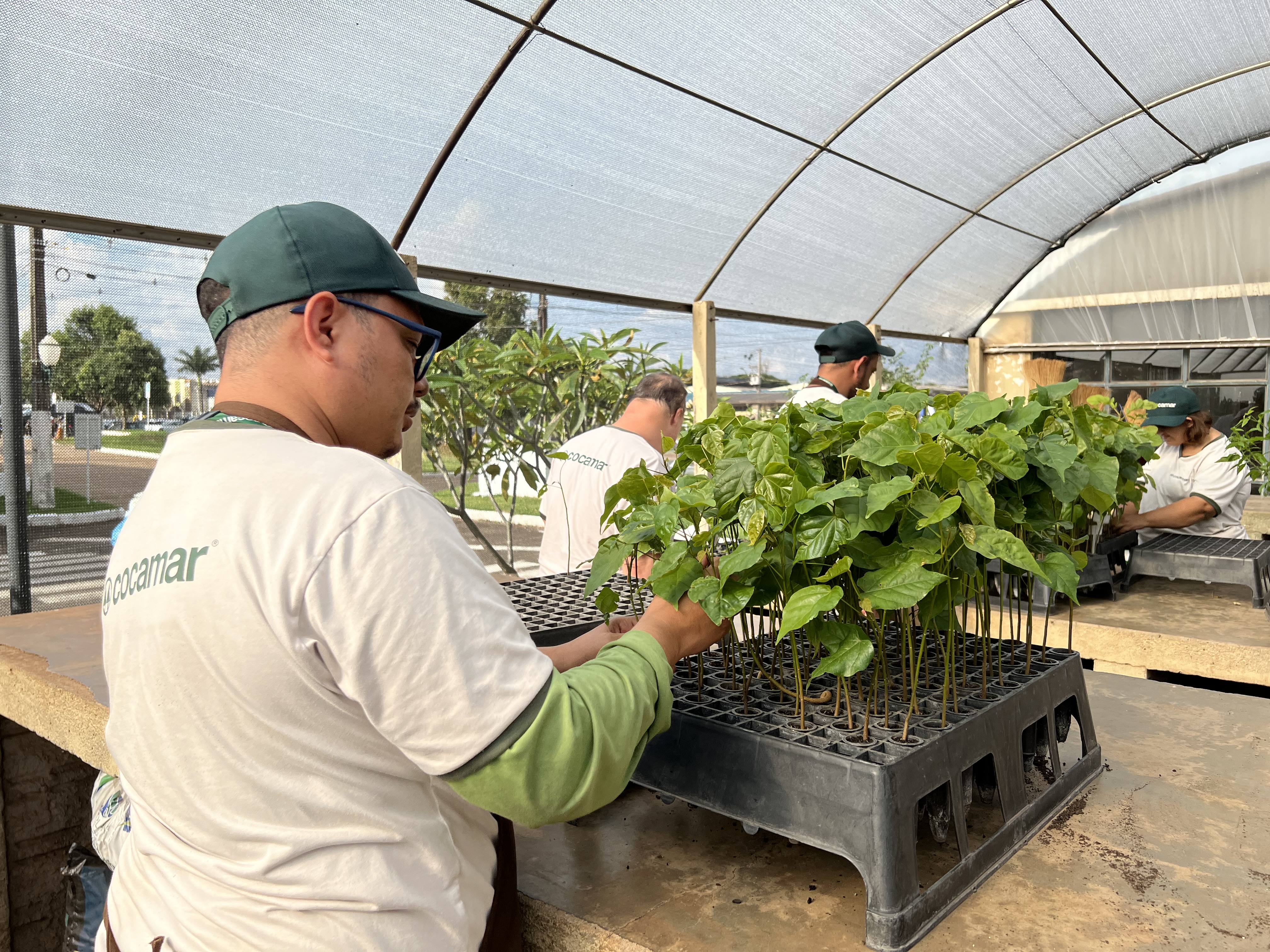Programa Cultivar, da Cocamar, produz ess&ecirc;ncias arom&aacute;ticas para jardins sensoriais dos CMEI de Maring&aacute;
