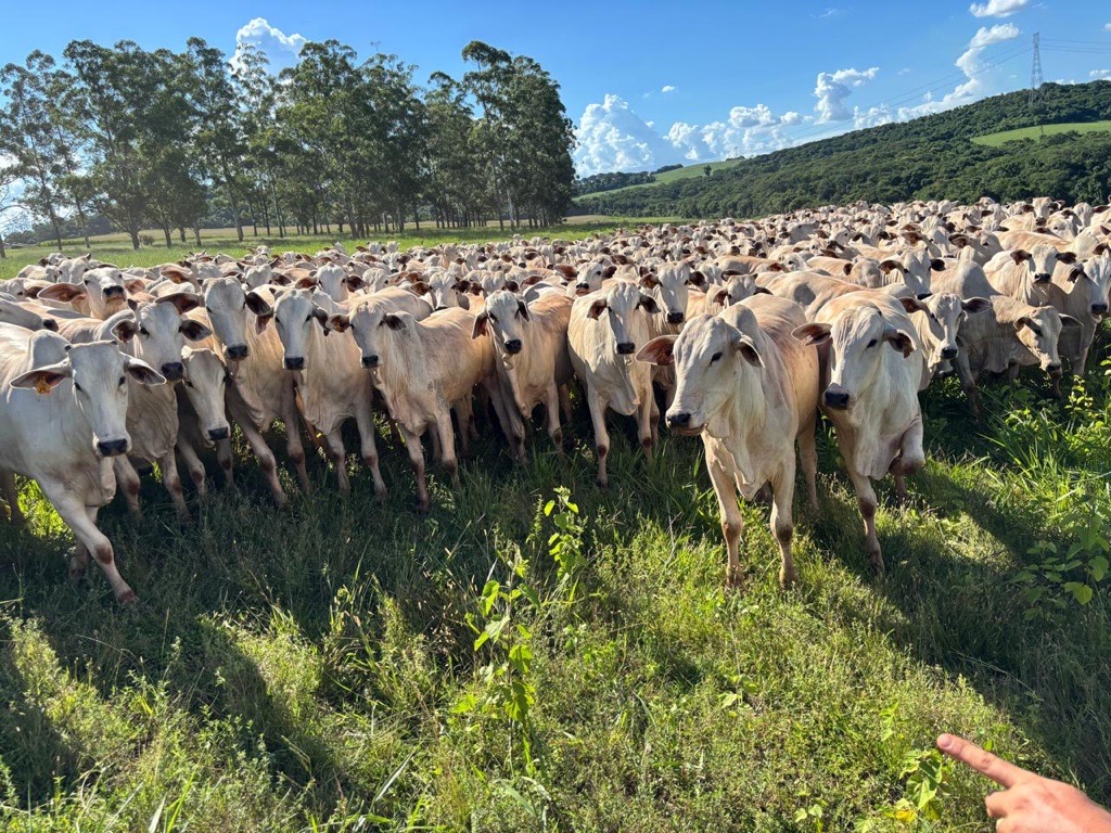 Com integração lavoura-pecuária, produtor amplia a rentabilidade de seus negócios em Londrina