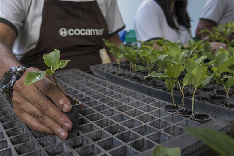 Participantes do Cultivar em Rol&acirc;ndia t&ecirc;m curso sobre cultivo de alimentos em sistema de agrofloresta