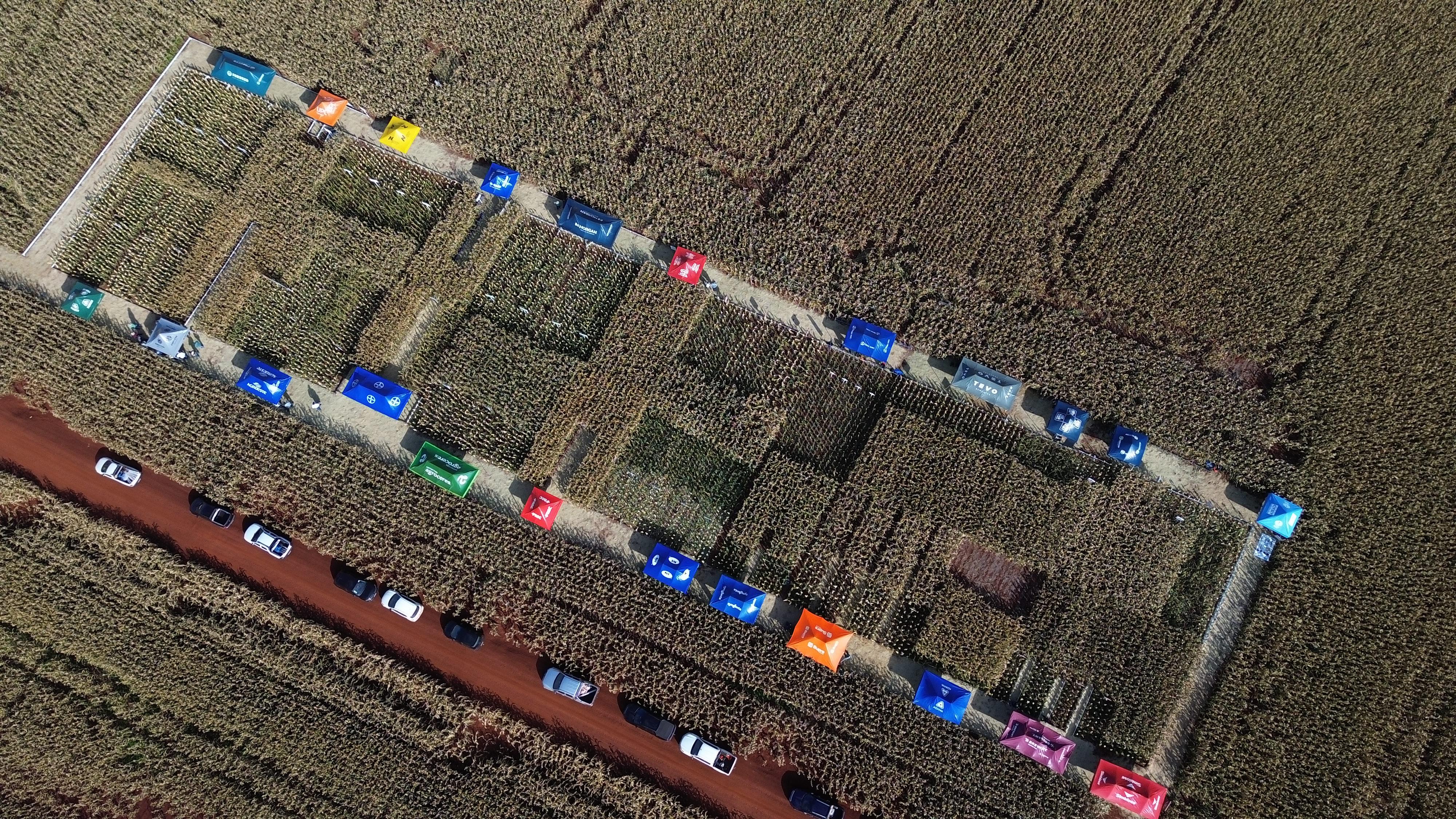 Milho: dia de campo em Palmital (SP) re&uacute;ne 200 produtores