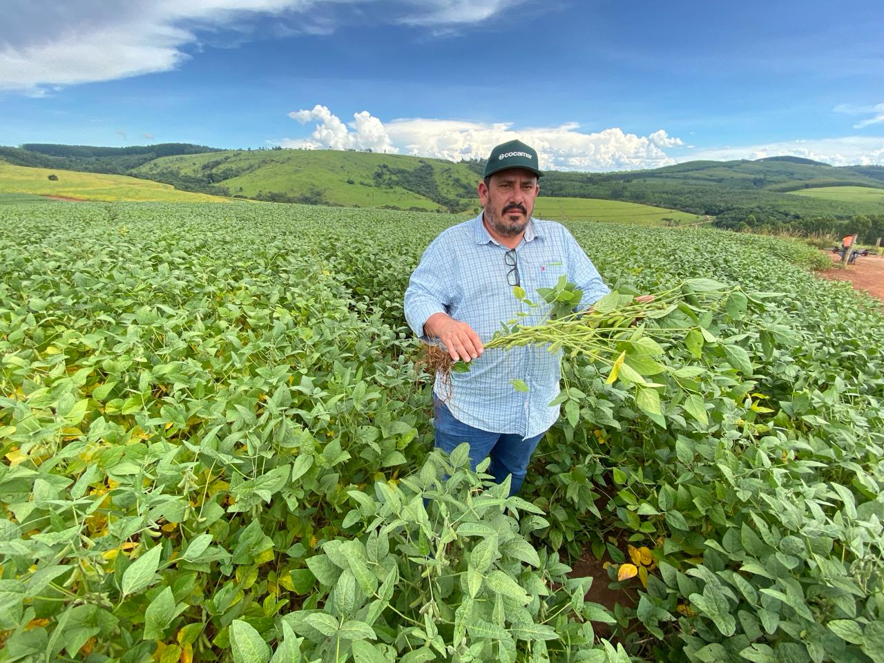 Para fugir do frio, braquiária é semeada ainda com a soja no campo