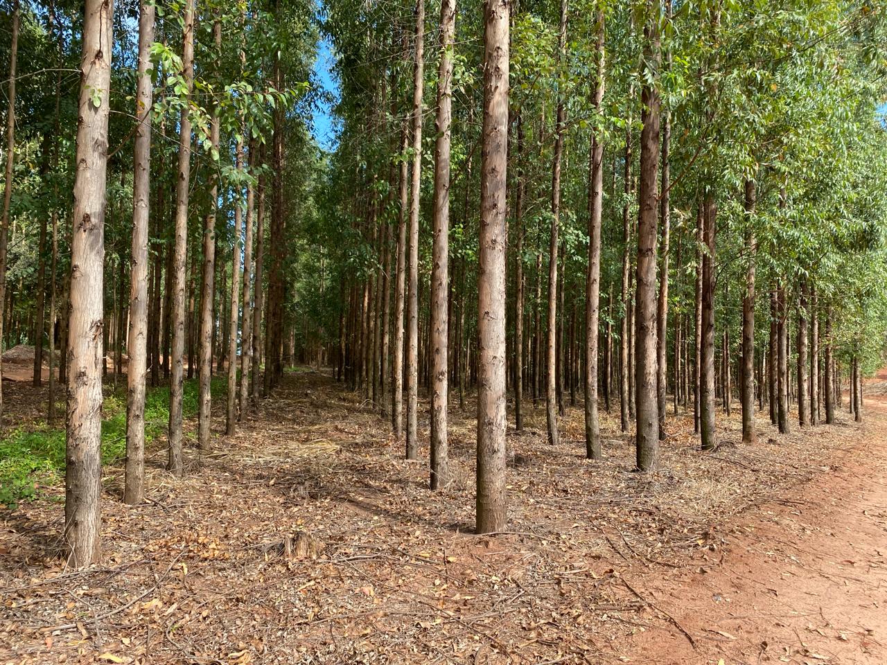 Cocamar faz o manejo mecanizado dos sauveiros em reflorestamentos