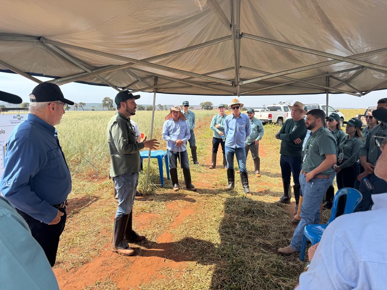 Cooperação técnica entre Cocamar e Embrapa Agropecuária Oeste tem primeiro Dia de Campo em Anaurilândia (MS) 