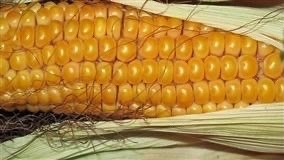 Milho de inverno tem baixa expectativa de produtividade