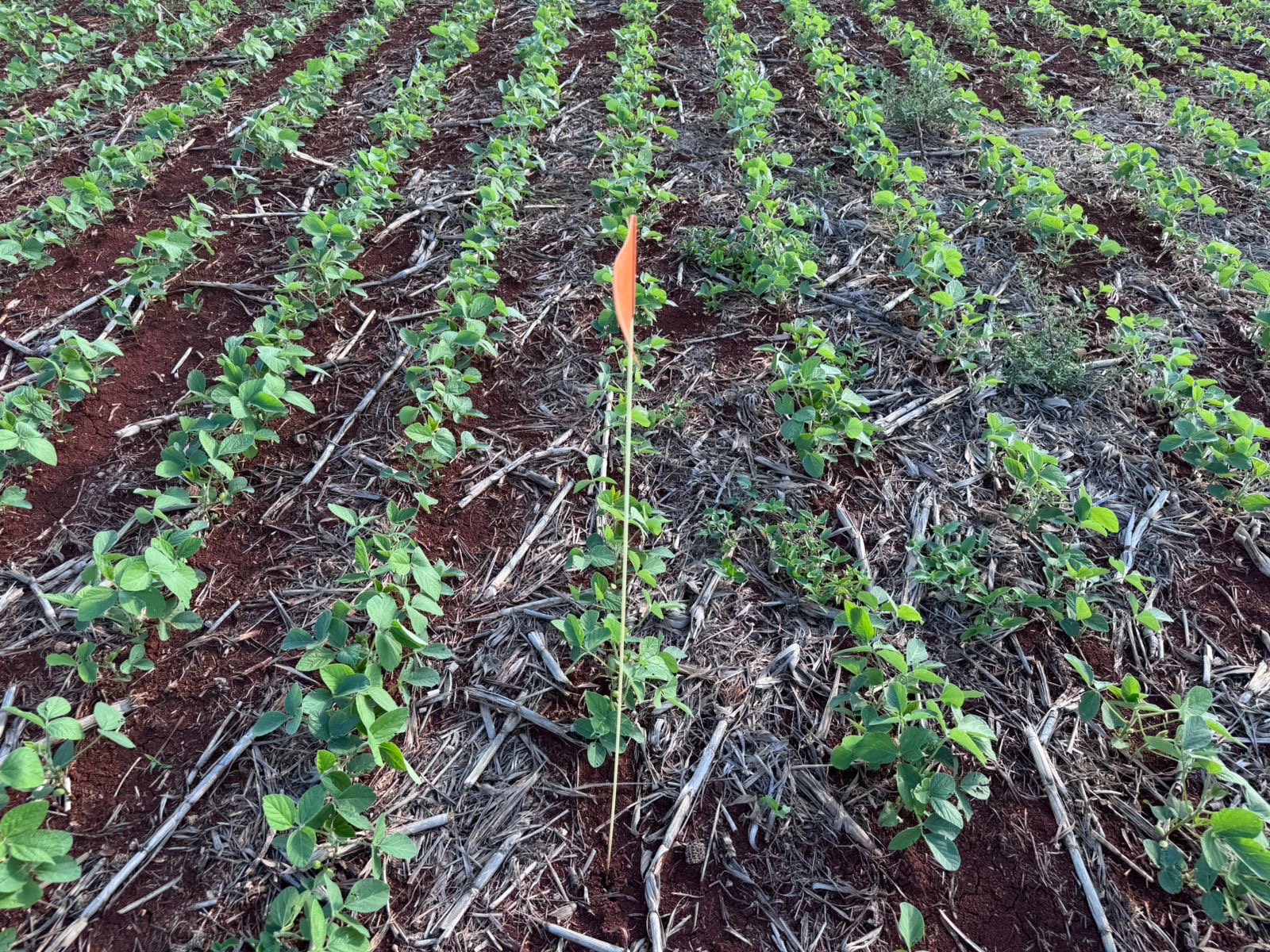 PAPS da Cocamar dá ênfase ao uso de pré-emergentes no manejo de plantas daninhas