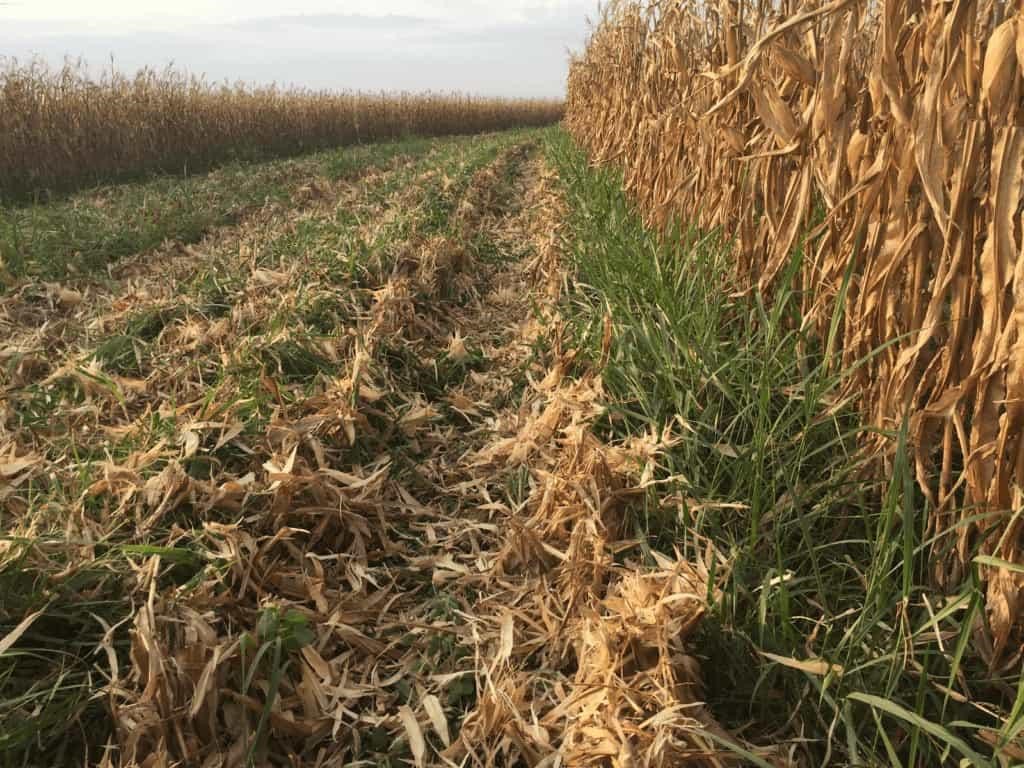 Corretora Cocamar inicia comercialização de seguros  para culturas de inverno 