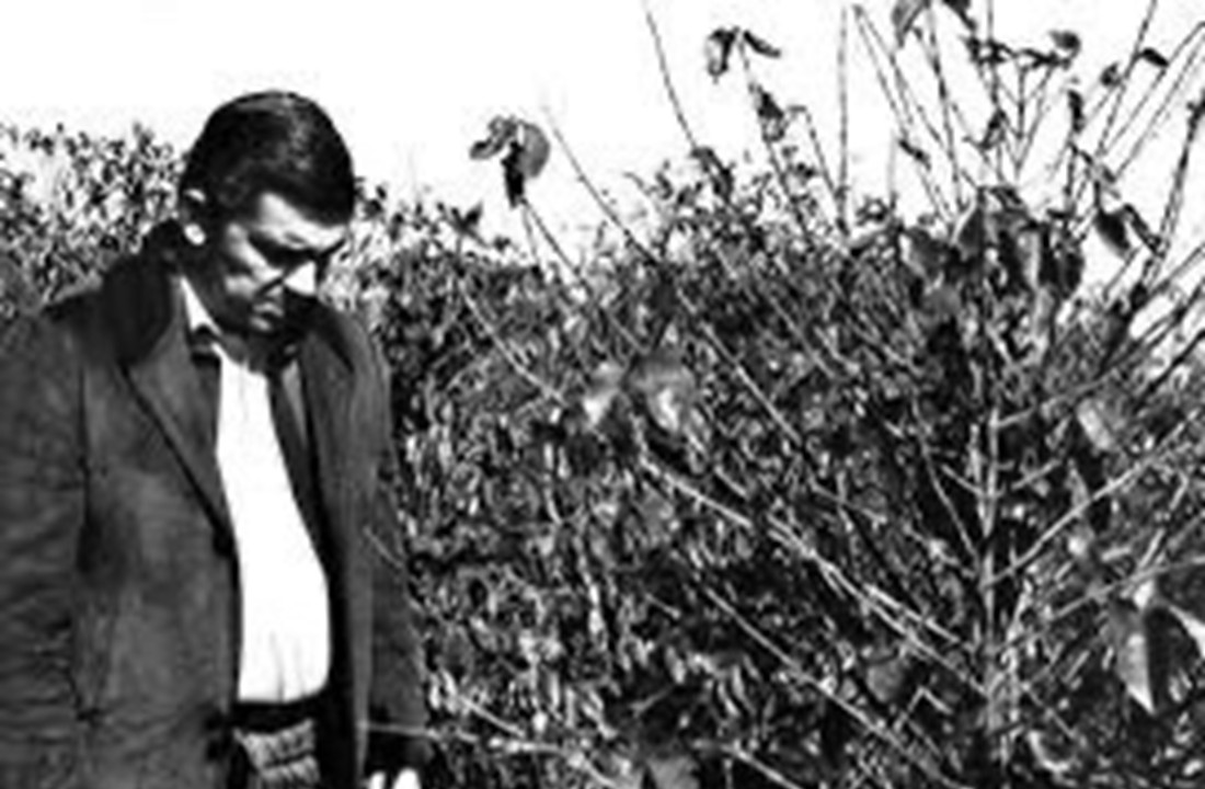 Geada Negra de 1975 completa 50 anos 