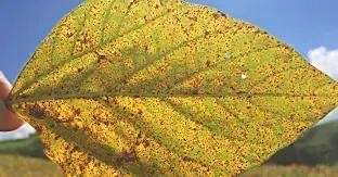 Vazio Sanitário da Soja vai até 31 de agosto